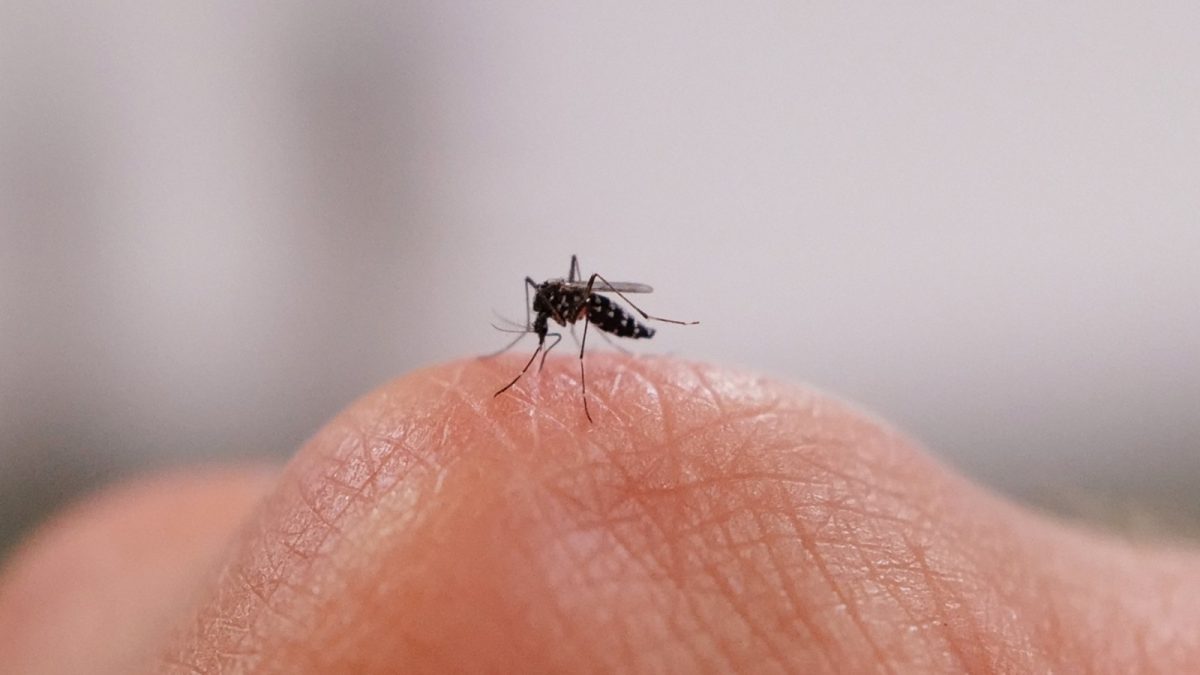 Virus západonilské horečky byl zjištěn u komárů během vrcholné sezóny přenosu